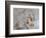 Female American kestrel landing, Louisville, Kentucky, Falco sparverius-Adam Jones-Framed Photographic Print