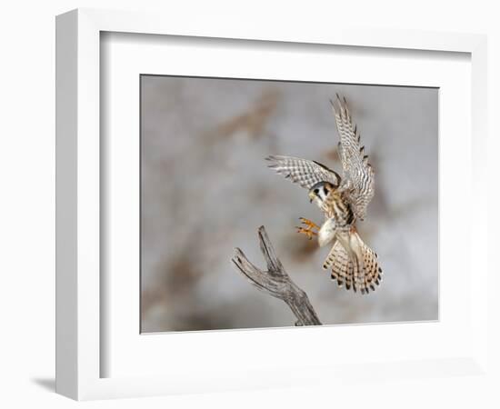 Female American kestrel landing, Louisville, Kentucky, Falco sparverius-Adam Jones-Framed Photographic Print