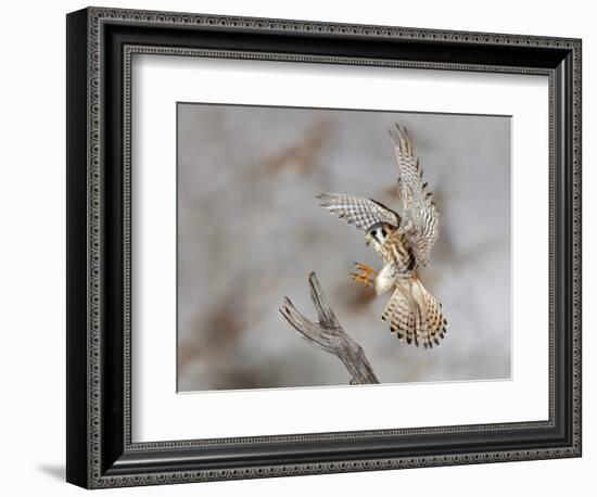 Female American kestrel landing, Louisville, Kentucky, Falco sparverius-Adam Jones-Framed Photographic Print