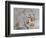 Female American kestrel landing, Louisville, Kentucky, Falco sparverius-Adam Jones-Framed Photographic Print