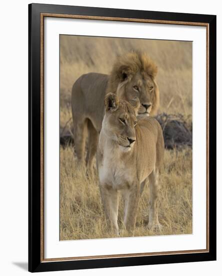 Female and a Male Lions (Panthera Leo) Standing in a Forest, Okavango Delta, Ngamiland, Botswana-null-Framed Photographic Print