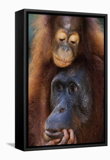 Female and Baby Orangutan in Borneo-W^ Perry Conway-Framed Premier Image Canvas