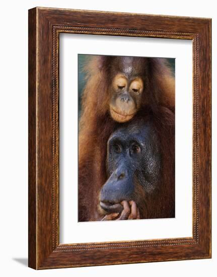 Female and Baby Orangutan in Borneo-W^ Perry Conway-Framed Photographic Print