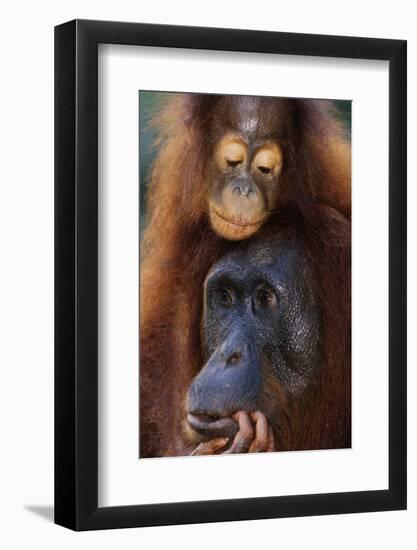 Female and Baby Orangutan in Borneo-W^ Perry Conway-Framed Photographic Print