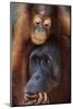 Female and Baby Orangutan in Borneo-W^ Perry Conway-Mounted Photographic Print