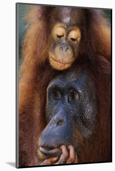 Female and Baby Orangutan in Borneo-W^ Perry Conway-Mounted Photographic Print