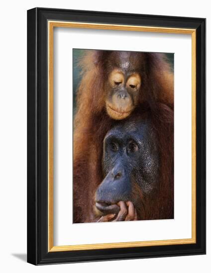 Female and Baby Orangutan in Borneo-W^ Perry Conway-Framed Photographic Print