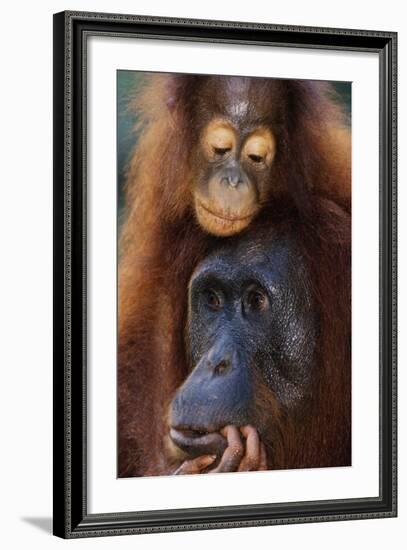Female and Baby Orangutan in Borneo-W^ Perry Conway-Framed Photographic Print