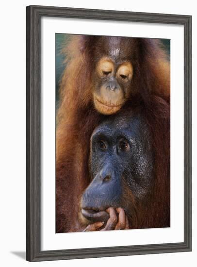 Female and Baby Orangutan in Borneo-W^ Perry Conway-Framed Photographic Print