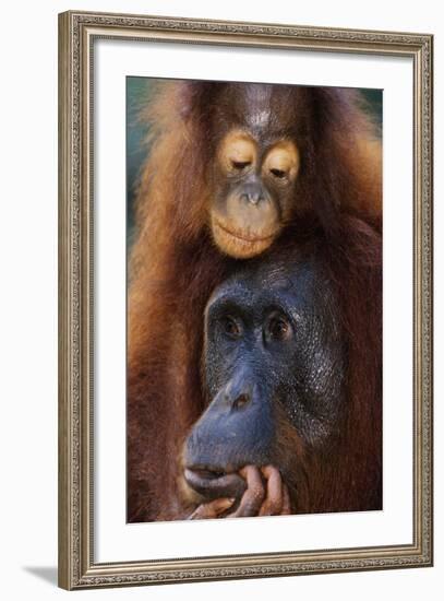 Female and Baby Orangutan in Borneo-W^ Perry Conway-Framed Photographic Print