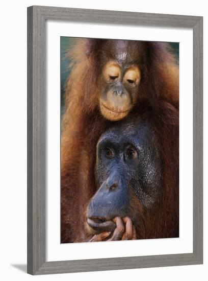 Female and Baby Orangutan in Borneo-W^ Perry Conway-Framed Photographic Print