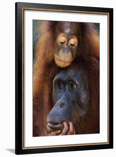 Female and Baby Orangutan in Borneo-W^ Perry Conway-Framed Photographic Print