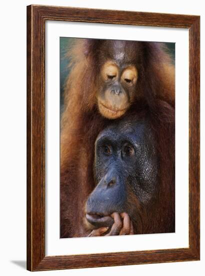 Female and Baby Orangutan in Borneo-W^ Perry Conway-Framed Photographic Print