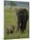 Female and Calf, African Elephant, Masai Mara National Reserve, Kenya, East Africa, Africa-Murray Louise-Mounted Photographic Print