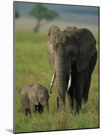 Female and Calf, African Elephant, Masai Mara National Reserve, Kenya, East Africa, Africa-Murray Louise-Mounted Photographic Print