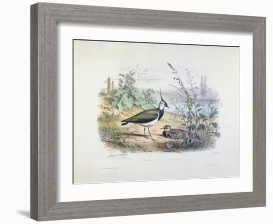 Female and Male Lapwing-Edouard Travies-Framed Giclee Print