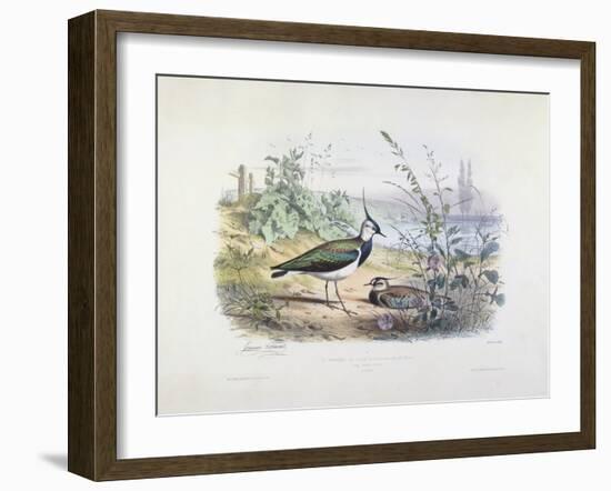 Female and Male Lapwing-Edouard Travies-Framed Giclee Print