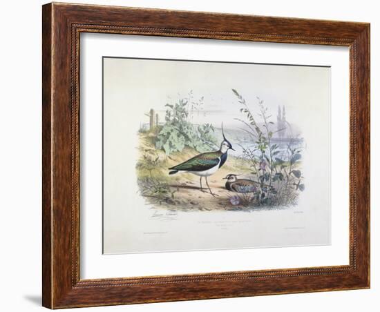 Female and Male Lapwing-Edouard Travies-Framed Giclee Print