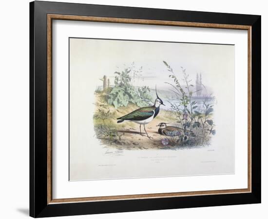 Female and Male Lapwing-Edouard Travies-Framed Giclee Print