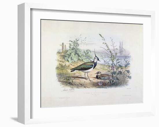 Female and Male Lapwing-Edouard Travies-Framed Giclee Print
