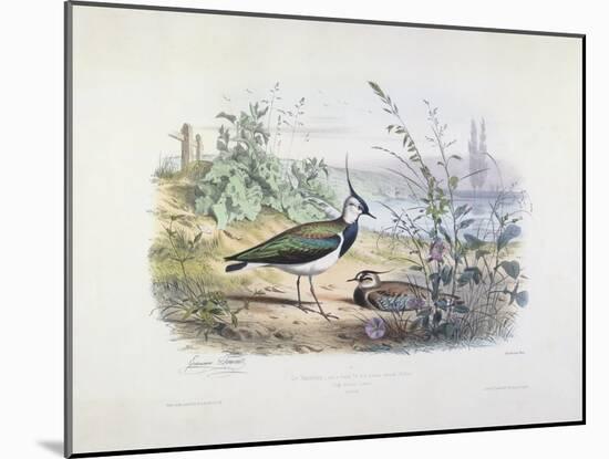 Female and Male Lapwing-Edouard Travies-Mounted Giclee Print