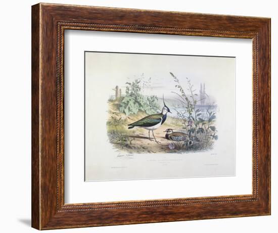 Female and Male Lapwing-Edouard Travies-Framed Giclee Print