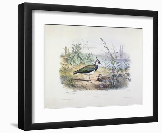 Female and Male Lapwing-Edouard Travies-Framed Giclee Print