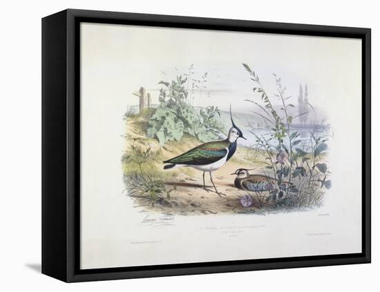 Female and Male Lapwing-Edouard Travies-Framed Premier Image Canvas