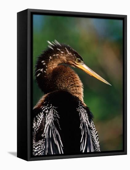 Female Anhinga-Charles Sleicher-Framed Premier Image Canvas