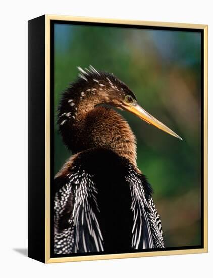 Female Anhinga-Charles Sleicher-Framed Premier Image Canvas