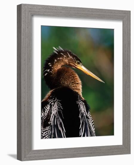 Female Anhinga-Charles Sleicher-Framed Photographic Print