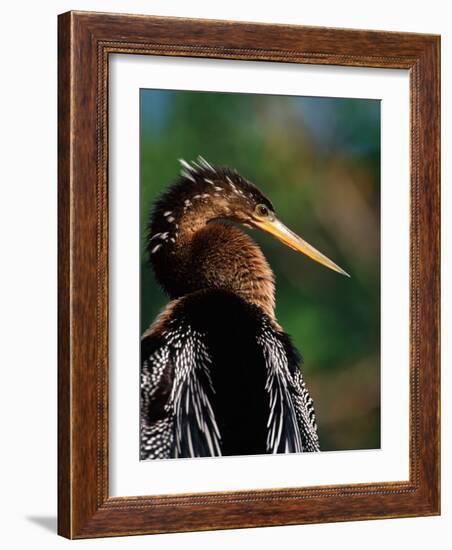 Female Anhinga-Charles Sleicher-Framed Photographic Print