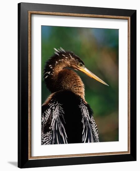 Female Anhinga-Charles Sleicher-Framed Photographic Print