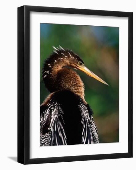 Female Anhinga-Charles Sleicher-Framed Photographic Print