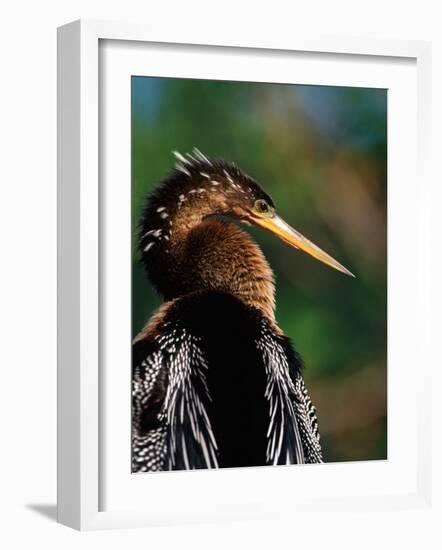 Female Anhinga-Charles Sleicher-Framed Photographic Print