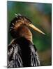 Female Anhinga-Charles Sleicher-Mounted Photographic Print