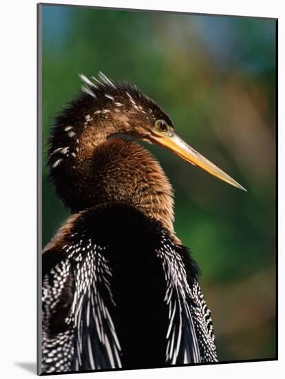 Female Anhinga-Charles Sleicher-Mounted Photographic Print