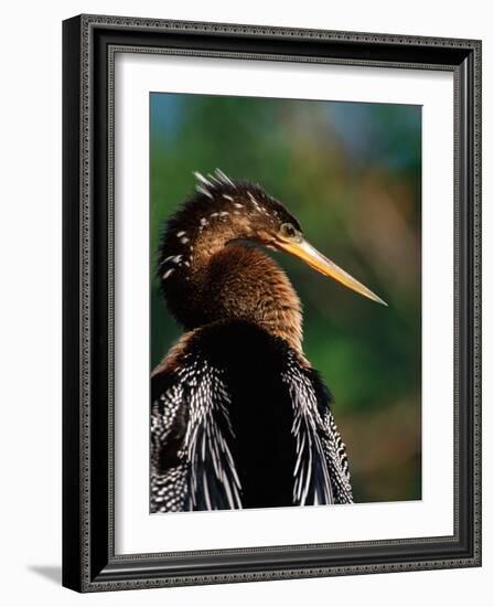 Female Anhinga-Charles Sleicher-Framed Photographic Print