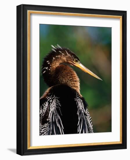 Female Anhinga-Charles Sleicher-Framed Photographic Print