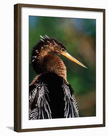 Female Anhinga-Charles Sleicher-Framed Photographic Print