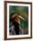 Female Anhinga-Charles Sleicher-Framed Photographic Print