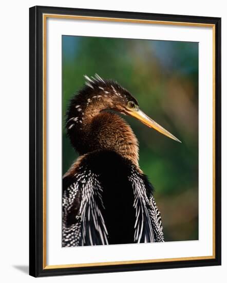 Female Anhinga-Charles Sleicher-Framed Photographic Print