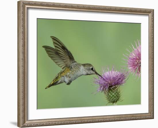 Female Anna's Hummingbird at Thistle, Paradise, Chiricahua Mountains, Arizona, USA-Rolf Nussbaumer-Framed Photographic Print