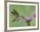 Female Anna's Hummingbird at Thistle, Paradise, Chiricahua Mountains, Arizona, USA-Rolf Nussbaumer-Framed Photographic Print
