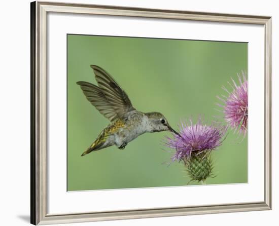 Female Anna's Hummingbird at Thistle, Paradise, Chiricahua Mountains, Arizona, USA-Rolf Nussbaumer-Framed Photographic Print