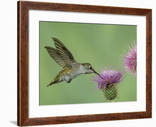 Female Anna's Hummingbird at Thistle, Paradise, Chiricahua Mountains, Arizona, USA-Rolf Nussbaumer-Framed Photographic Print