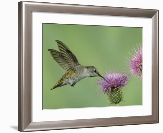 Female Anna's Hummingbird at Thistle, Paradise, Chiricahua Mountains, Arizona, USA-Rolf Nussbaumer-Framed Photographic Print