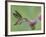 Female Anna's Hummingbird at Thistle, Paradise, Chiricahua Mountains, Arizona, USA-Rolf Nussbaumer-Framed Photographic Print