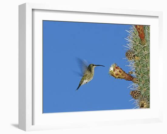 Female Antillean Mango, Feeding on Cactus Blossom, Bosque Estatal De Guanica, Puerto Rico-Rolf Nussbaumer-Framed Photographic Print