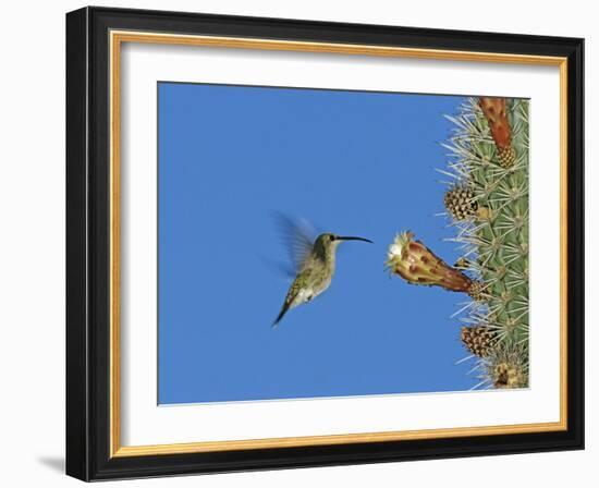 Female Antillean Mango, Feeding on Cactus Blossom, Bosque Estatal De Guanica, Puerto Rico-Rolf Nussbaumer-Framed Photographic Print